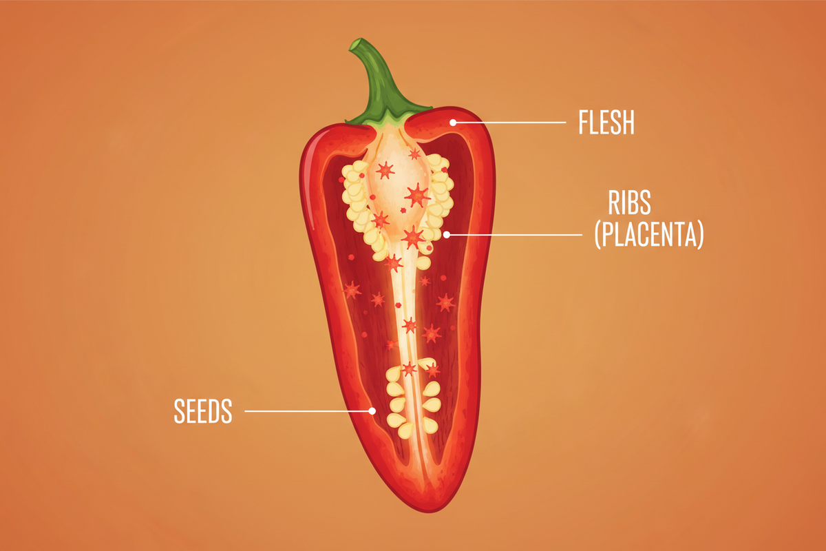 Pepper Seeds, Ribs & Heat Explained (What Actually Makes Peppers Hot)